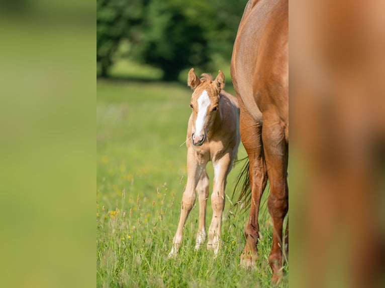 American Quarter Horse Hengst 1 Jaar 154 cm Palomino in Herzberg am Harz