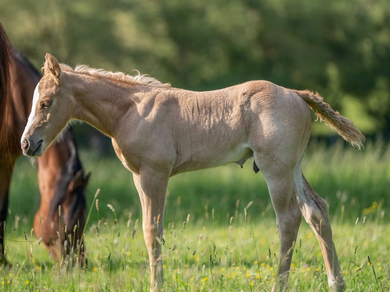 American Quarter Horse Hengst 1 Jaar 154 cm Palomino in Herzberg am Harz