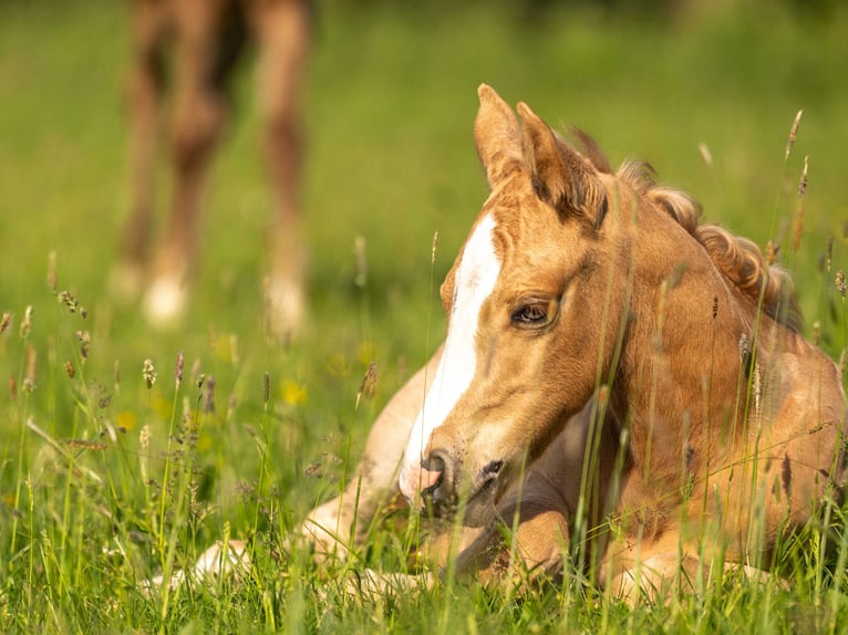 American Quarter Horse Hengst 1 Jaar 154 cm Palomino in Herzberg am Harz