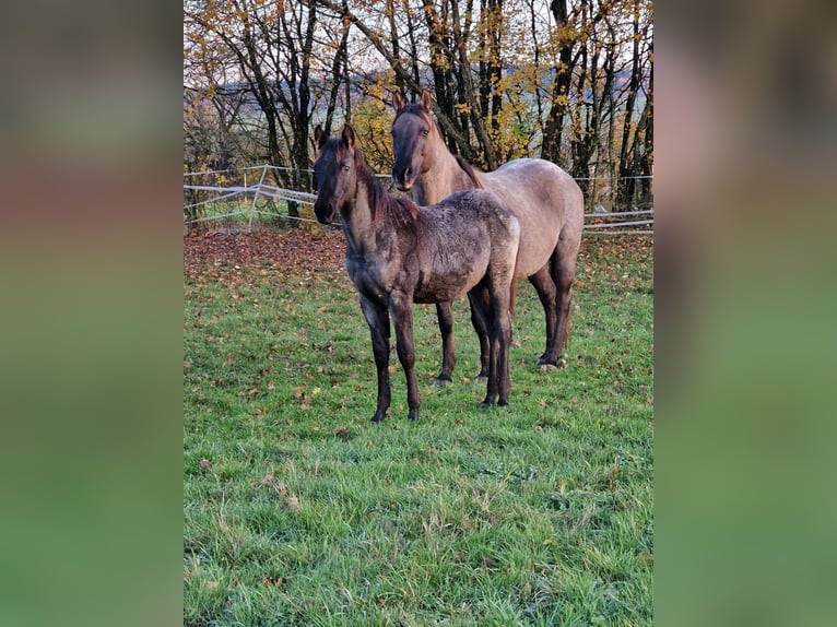 American Quarter Horse Hengst 1 Jaar 154 cm Roan-Blue in Breitenbach