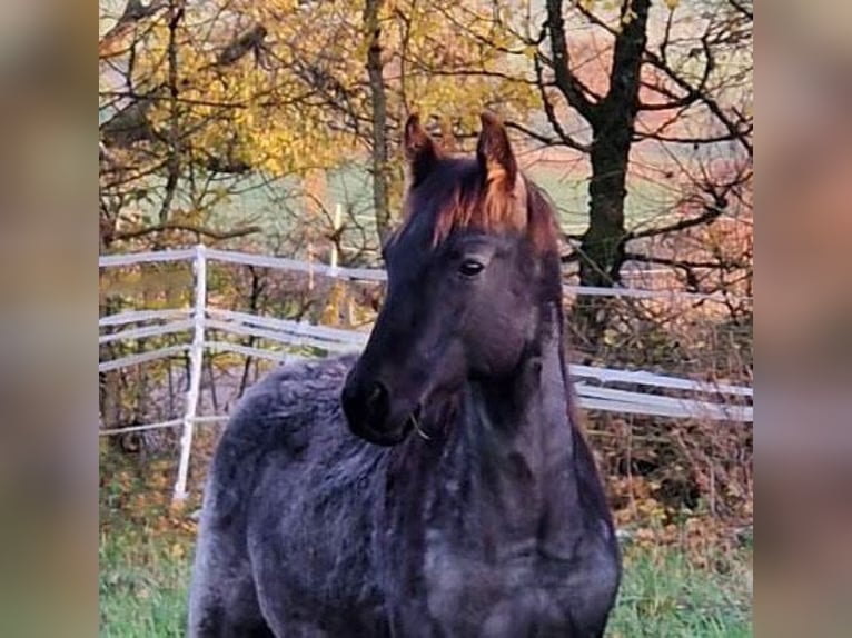 American Quarter Horse Hengst 1 Jaar 154 cm Roan-Blue in Breitenbach