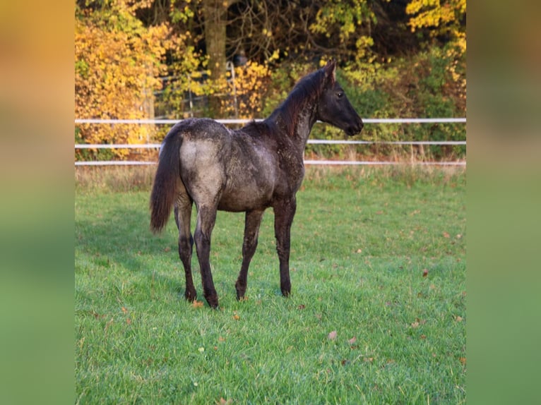 American Quarter Horse Hengst 1 Jaar 154 cm Roan-Blue in Breitenbach