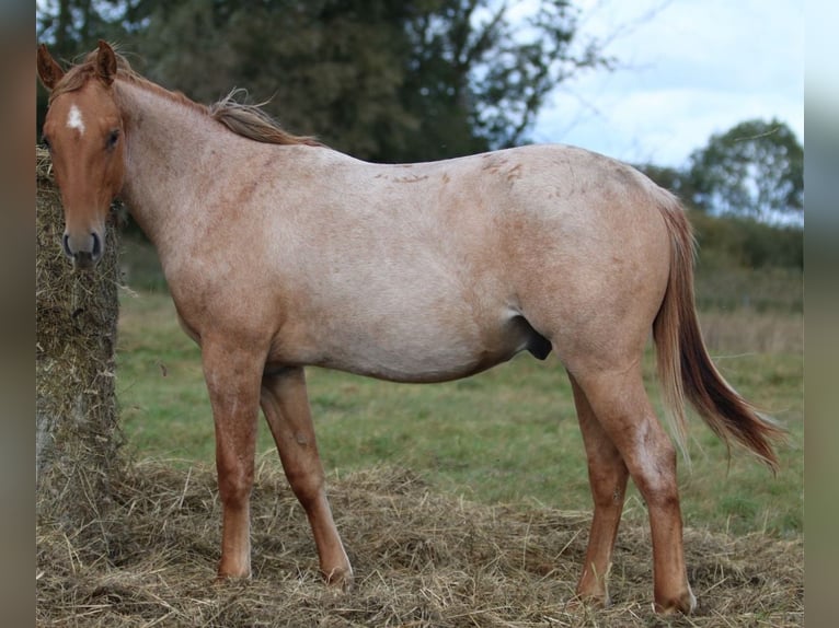 American Quarter Horse Hengst 1 Jaar 154 cm Roan-Red in Rostock