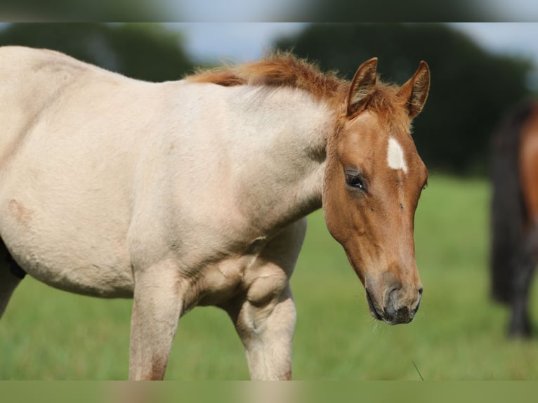 American Quarter Horse Hengst 1 Jaar 154 cm Roan-Red in Rostock