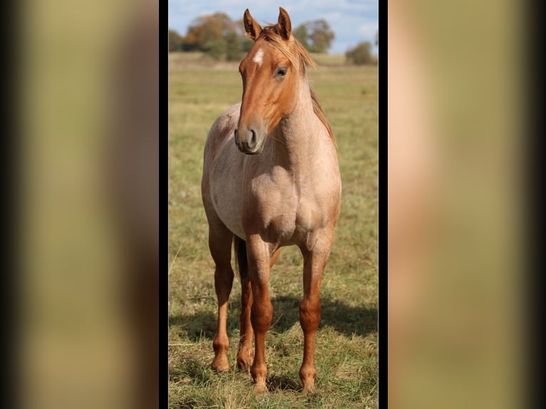 American Quarter Horse Hengst 1 Jaar 154 cm Roan-Red in Rostock