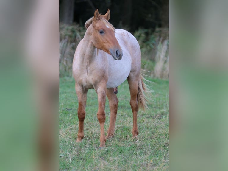 American Quarter Horse Hengst 1 Jaar 154 cm Roan-Red in Rostock