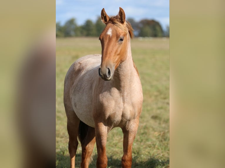 American Quarter Horse Hengst 1 Jaar 154 cm Roan-Red in Rostock