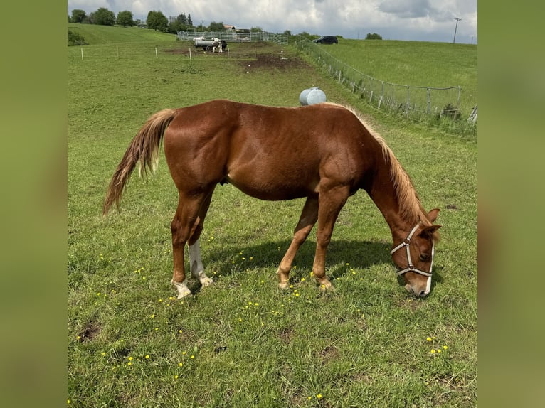 American Quarter Horse Hengst 1 Jaar 154 cm Vos in Daleiden