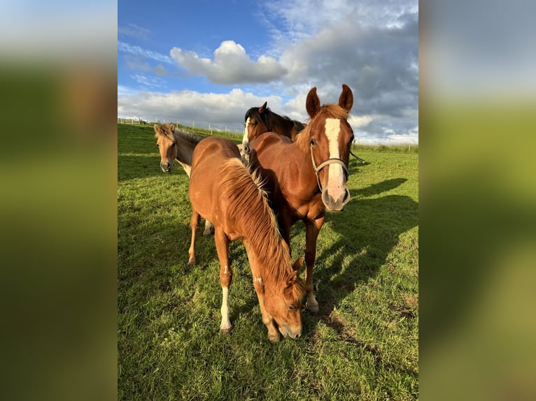 American Quarter Horse Hengst 1 Jaar 154 cm Vos in Daleiden