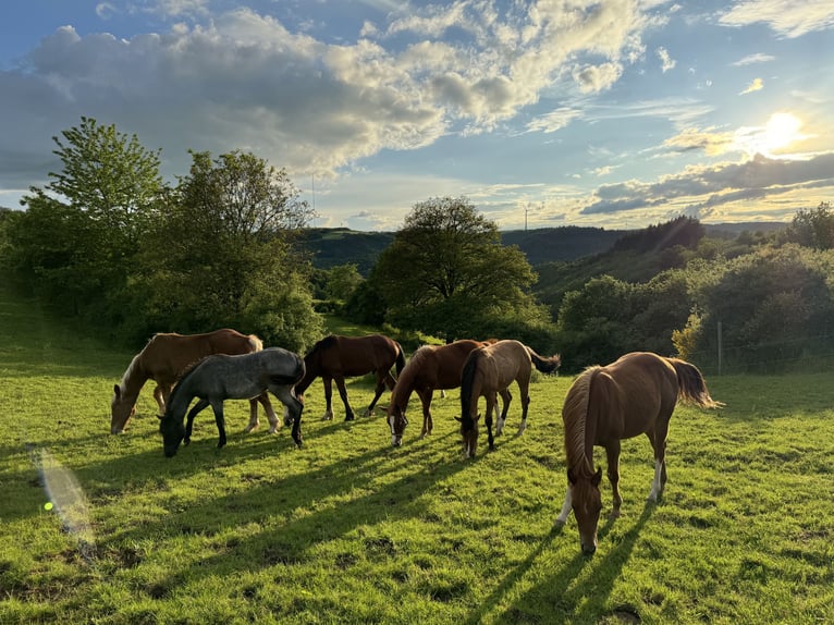 American Quarter Horse Hengst 1 Jaar 154 cm Vos in Daleiden