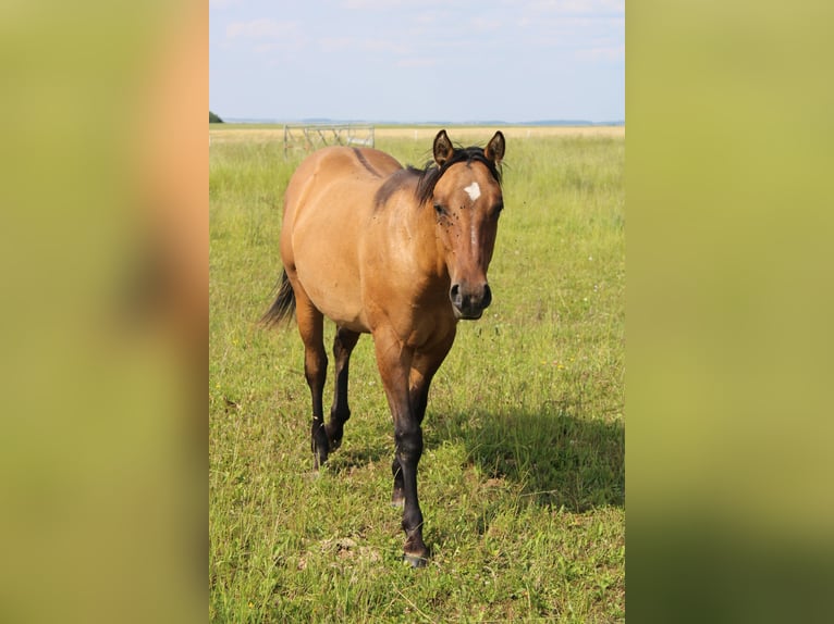 American Quarter Horse Hengst 1 Jaar 155 cm Brown Falb schimmel in Petit-R&#xE9;derching