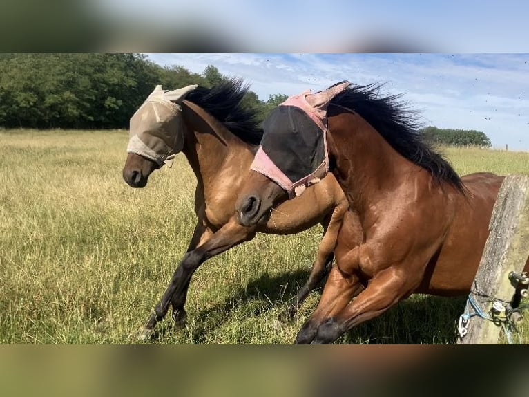American Quarter Horse Hengst 1 Jaar 155 cm Brown Falb schimmel in Petit-R&#xE9;derching