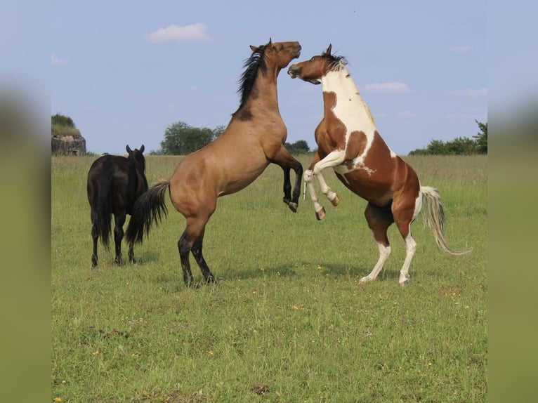 American Quarter Horse Hengst 1 Jaar 155 cm Brown Falb schimmel in Petit-R&#xE9;derching