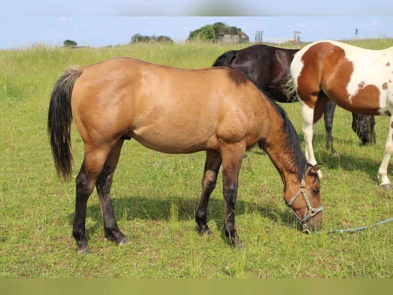 American Quarter Horse Hengst 1 Jaar 155 cm Brown Falb schimmel in Petit-R&#xE9;derching