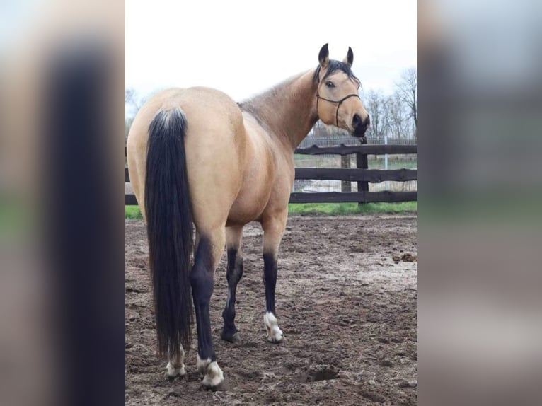 American Quarter Horse Mix Hengst 1 Jaar 155 cm Bruin in Forst