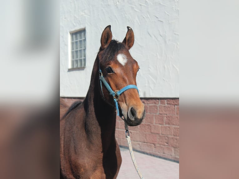 American Quarter Horse Hengst 1 Jaar 155 cm Bruin in Marktheidenfeld