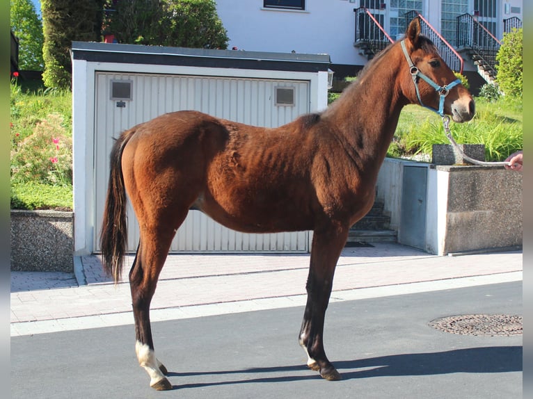 American Quarter Horse Hengst 1 Jaar 155 cm Bruin in Marktheidenfeld