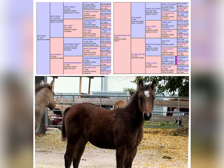 American Quarter Horse Hengst 1 Jaar 155 cm Bruin in Wittlich