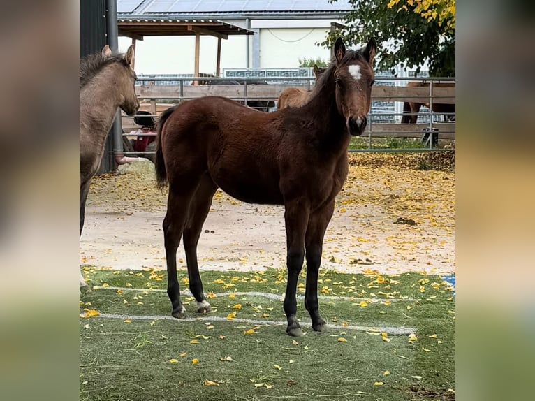 American Quarter Horse Hengst 1 Jaar 155 cm Bruin in Wittlich