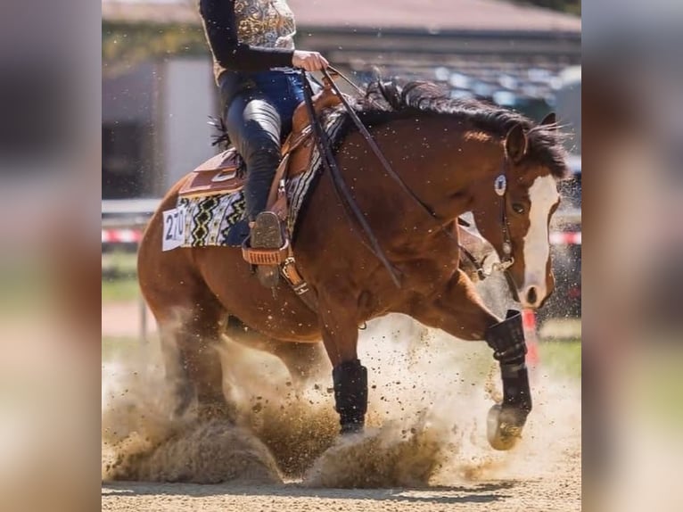 American Quarter Horse Hengst 1 Jaar 155 cm Bruin in Wittlich