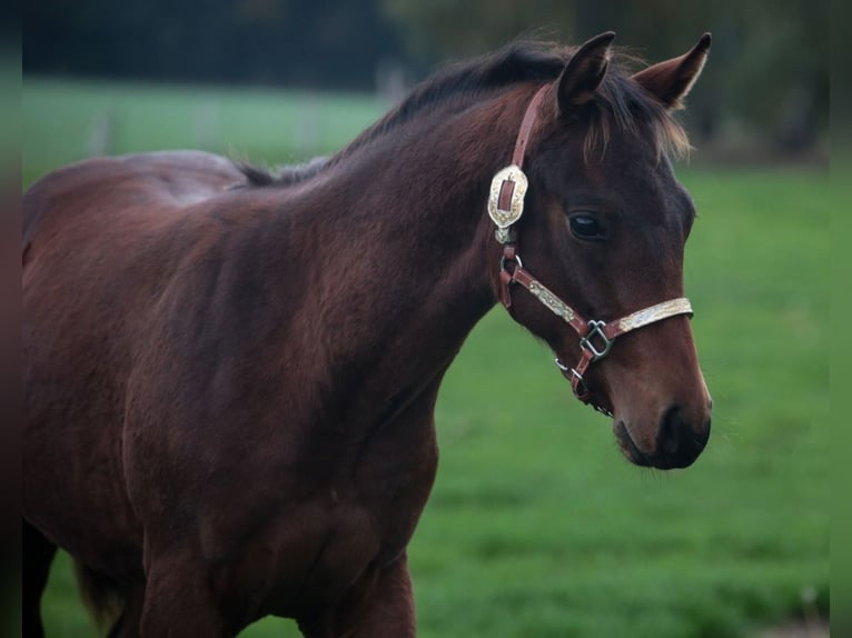 American Quarter Horse Hengst 1 Jaar 155 cm Bruin in Bassum