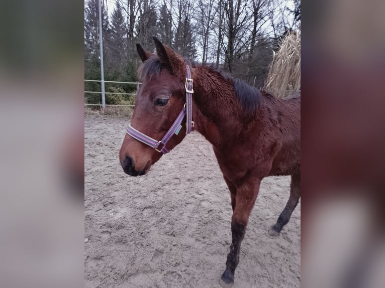 American Quarter Horse Hengst 1 Jaar 155 cm Bruin in Pyhra
