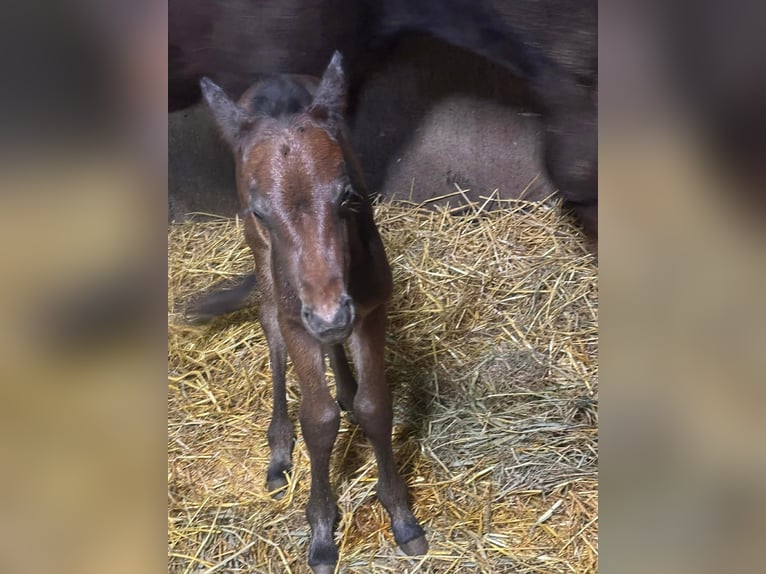 American Quarter Horse Hengst 1 Jaar 155 cm Bruin in Hilsenheim