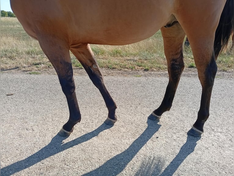 American Quarter Horse Hengst 1 Jaar 155 cm Bruin in Petit-R&#xE9;derching