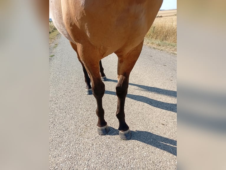 American Quarter Horse Hengst 1 Jaar 155 cm Bruin in Petit-R&#xE9;derching