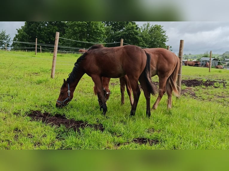 American Quarter Horse Hengst 1 Jaar 155 cm Bruin in Abtsgmünd