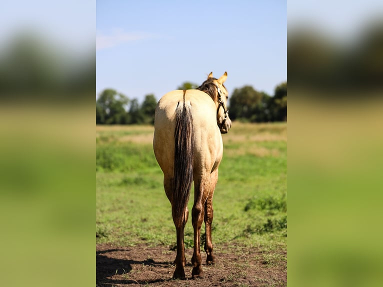 American Quarter Horse Hengst 1 Jaar 155 cm Buckskin in Neukalen