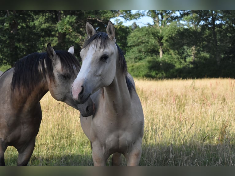 American Quarter Horse Hengst 1 Jaar 155 cm Dunalino in Chambon