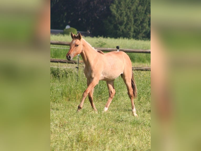 American Quarter Horse Hengst 1 Jaar 155 cm Falbe in Düsseldorf