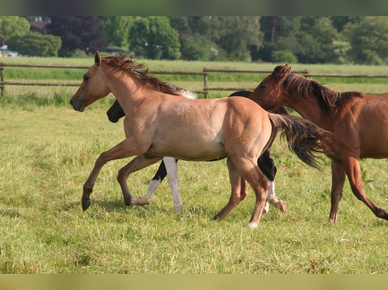 American Quarter Horse Hengst 1 Jaar 155 cm Falbe in Düsseldorf