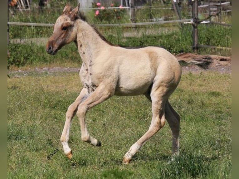 American Quarter Horse Hengst 1 Jaar 155 cm Falbe in Düsseldorf