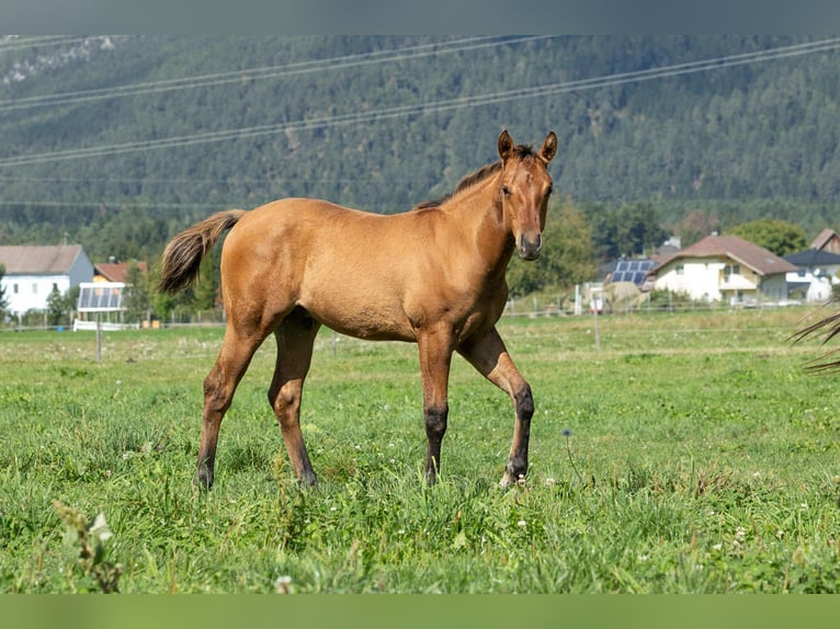 American Quarter Horse Hengst 1 Jaar 155 cm Falbe in Arnoldstein