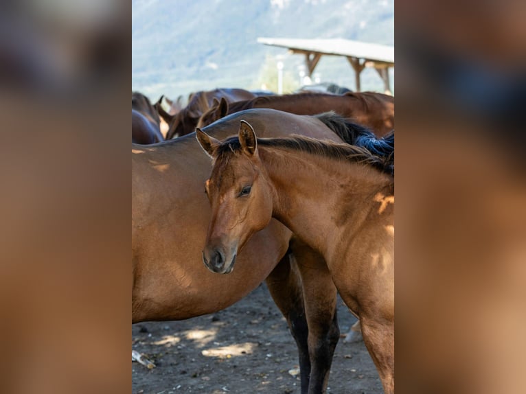American Quarter Horse Hengst 1 Jaar 155 cm Falbe in Arnoldstein