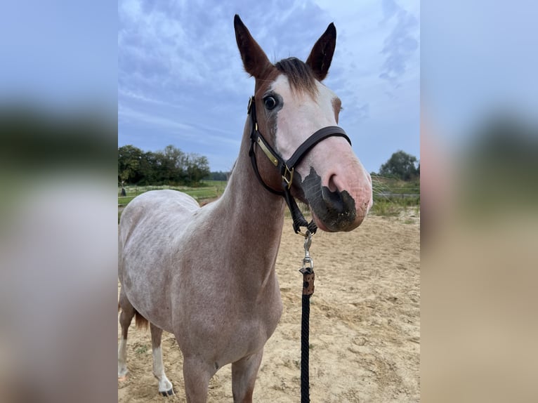 American Quarter Horse Mix Hengst 1 Jaar 155 cm Overo-alle-kleuren in Gelbensande