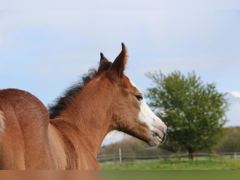 American Quarter Horse Mix Hengst 1 Jaar 155 cm Overo-alle-kleuren in Gelbensande