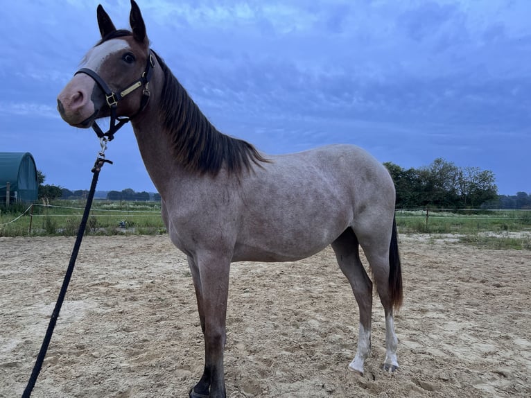 American Quarter Horse Mix Hengst 1 Jaar 155 cm Overo-alle-kleuren in Gelbensande