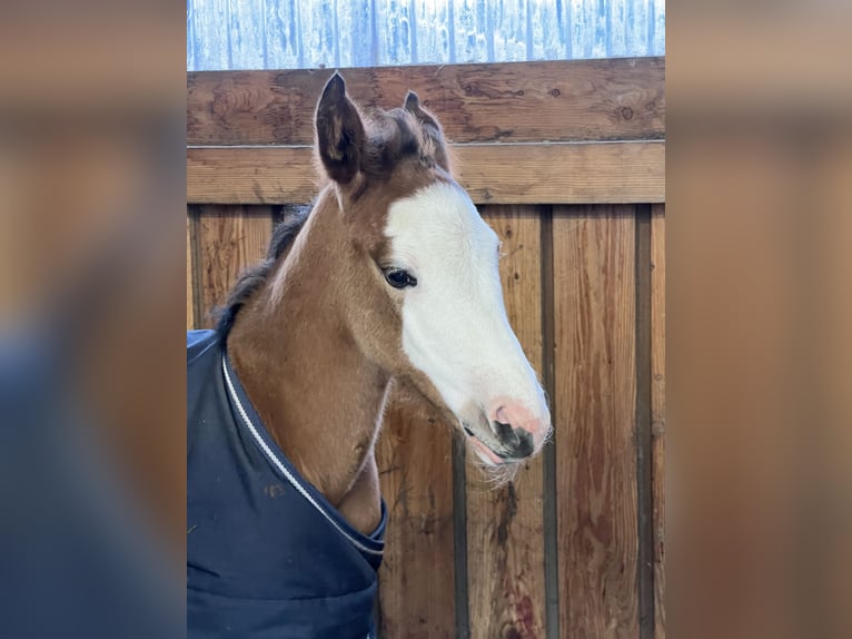 American Quarter Horse Mix Hengst 1 Jaar 155 cm Overo-alle-kleuren in Gelbensande