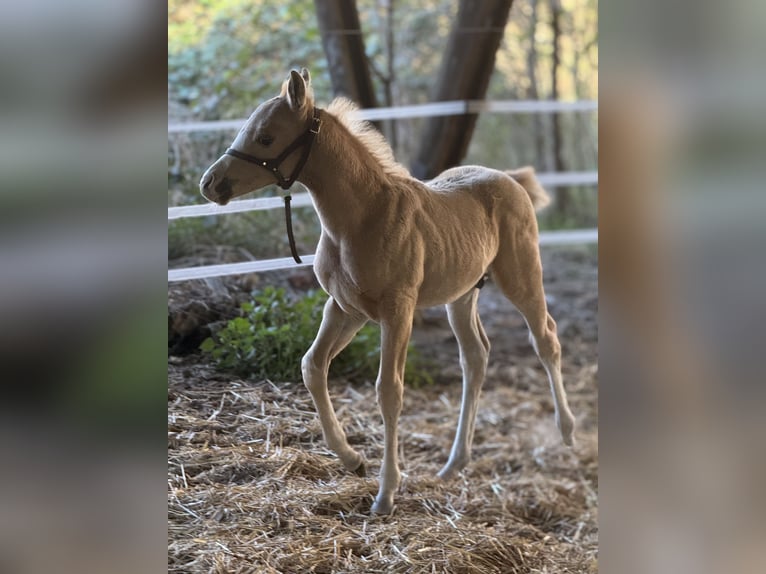 American Quarter Horse Hengst 1 Jaar 155 cm Palomino in Berlin