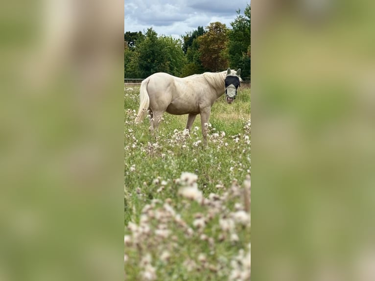 American Quarter Horse Hengst 1 Jaar 155 cm Perlino in Oberhausen