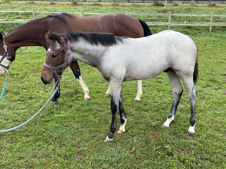 American Quarter Horse Hengst 1 Jaar 155 cm Roan-Bay in Bad Abbach