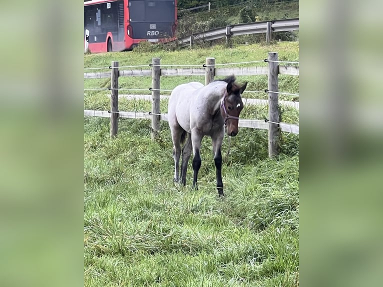 American Quarter Horse Hengst 1 Jaar 155 cm Roan-Bay in Bad Abbach