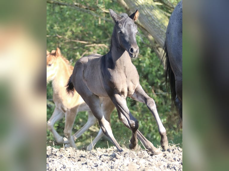 American Quarter Horse Hengst 1 Jaar 155 cm Roan-Blue in Börgerende-Rethwisch