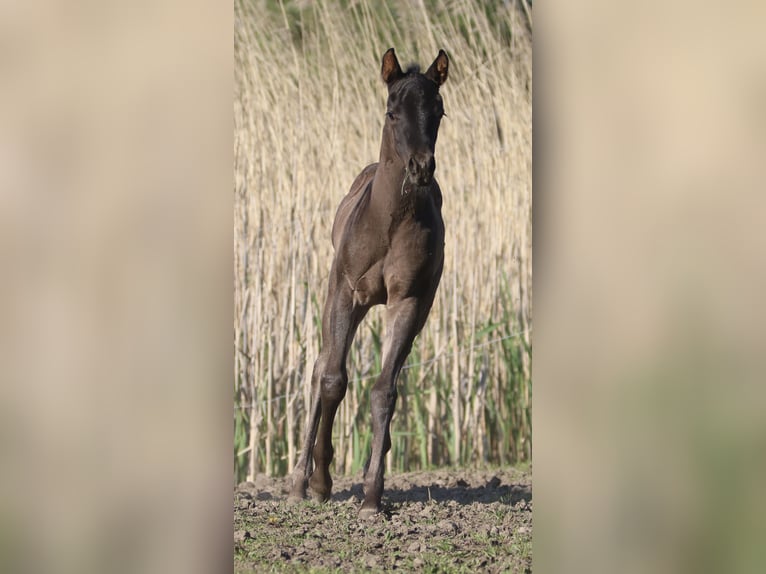 American Quarter Horse Hengst 1 Jaar 155 cm Roan-Blue in Börgerende-Rethwisch