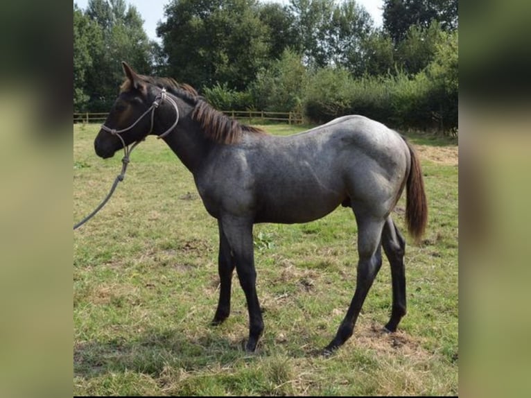 American Quarter Horse Hengst 1 Jaar 155 cm Roan-Blue in Leuvenheim