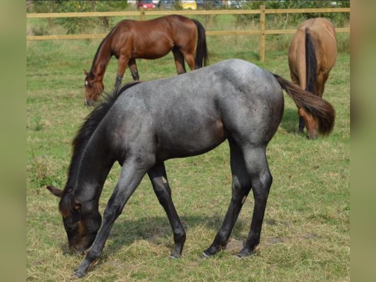 American Quarter Horse Hengst 1 Jaar 155 cm Roan-Blue in Leuvenheim