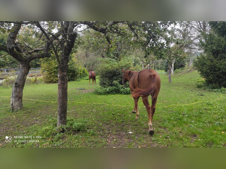 American Quarter Horse Hengst 1 Jaar 155 cm Vos in Banská Štiavnica